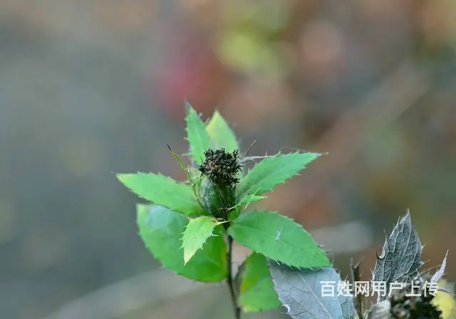 湖北百草堂苍术种植共创  ，让您的致富速度越来越快 - 图片 1