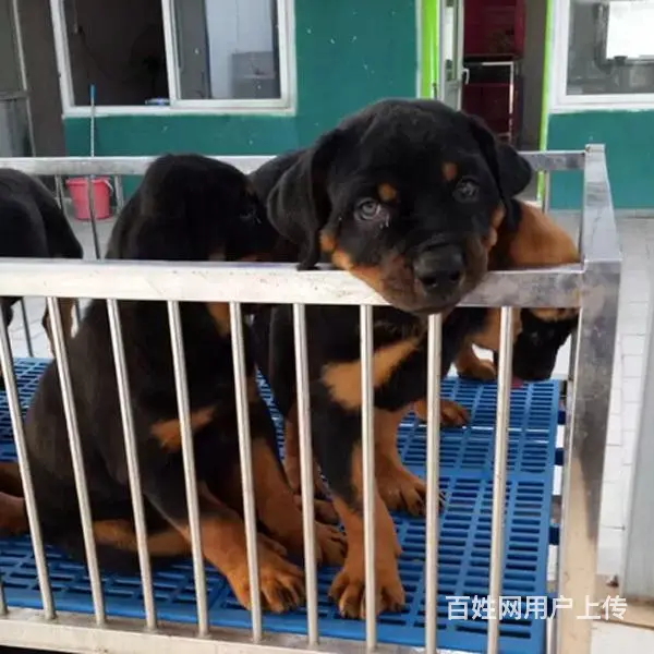 辽阳买一只罗威纳大概要多少钱，罗威纳犬舍地址 - 图片 2