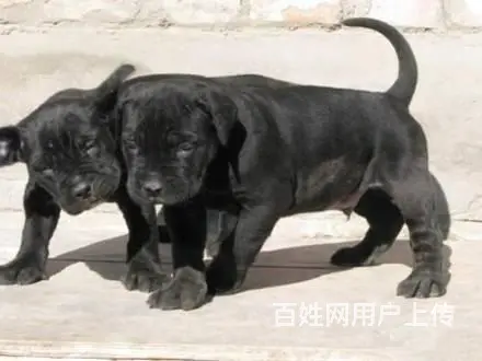 三个月的卡斯罗幼崽最新价格，纯种卡斯罗保健康包养活 - 图片 3