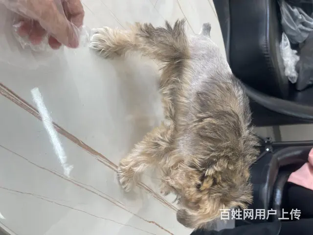 椒盐雪纳瑞 - 图片 3