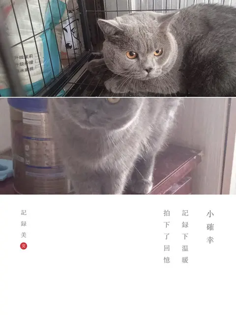 自家蓝猫欲出售 - 图片 2