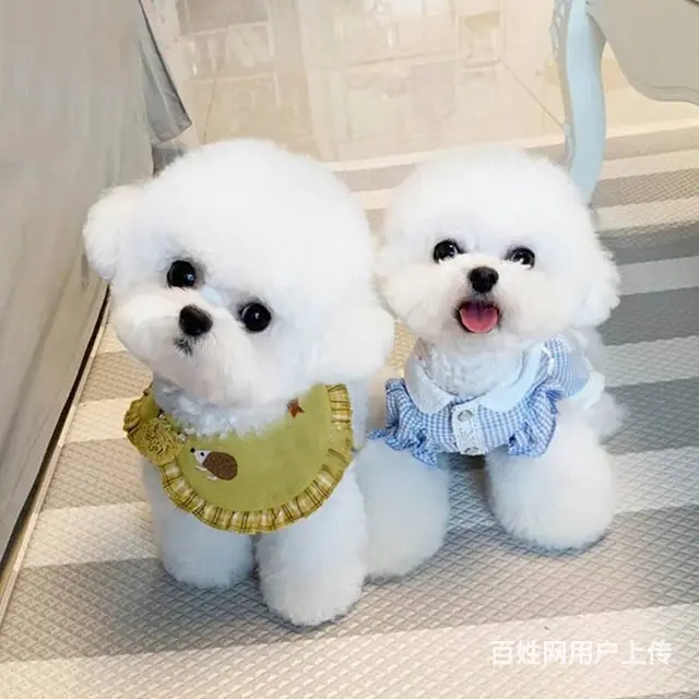 纯种比熊 赛级比熊 宠物狗比熊 疫苗打齐出售中 - 图片 2