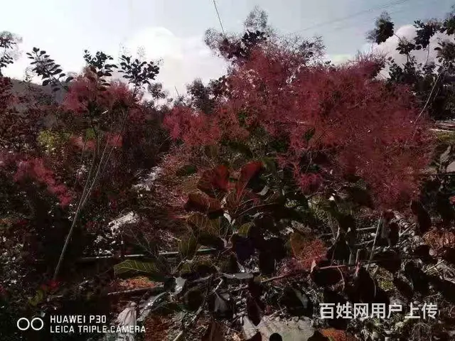 昆明斗南基地鲜花批发美旗花卉直供尤加利木百合 - 图片 1