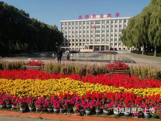大量出售免修剪草坪地毯草坪，优异草坪，绿化苗木 - 图片 1