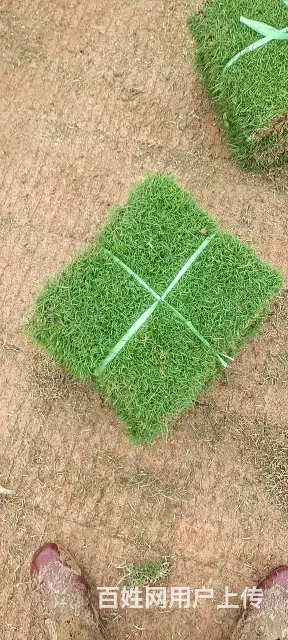 大叶油草。马尼拉草。台湾草 - 图片 9
