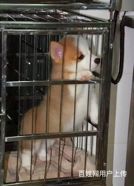 宿州本地柯基犬犬舍，本地柯基犬在哪里 - 图片 5