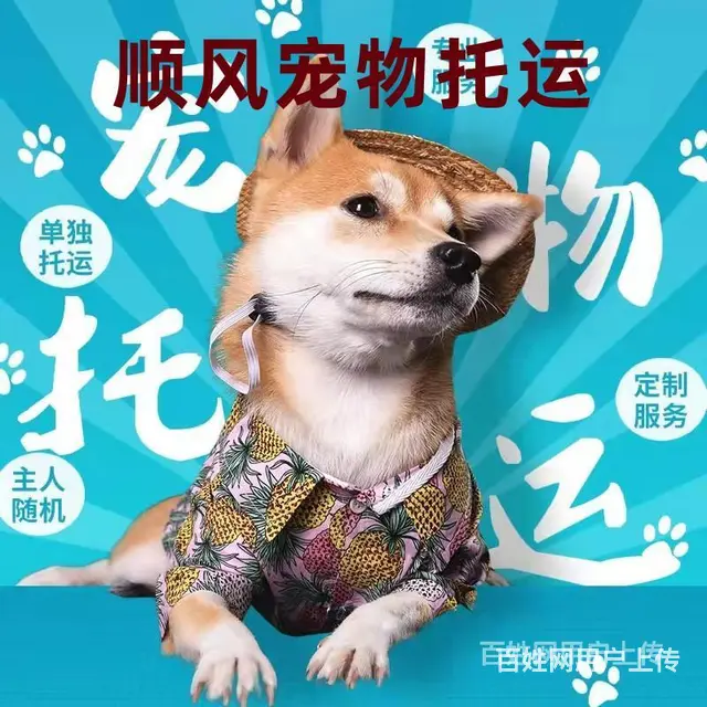 渭南市宠物托运（猫狗）2022邮寄快递（宠物活体运输)今日推 - 图片 3