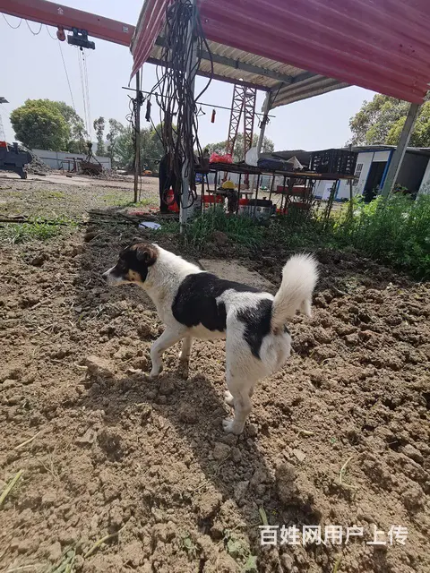 场地废钢转让 航车吸盘地磅等等 - 图片 3