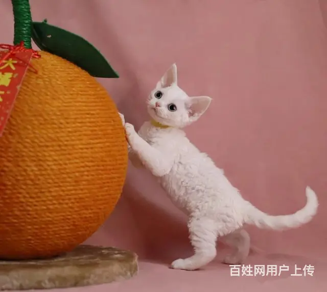 哪里有德文卷毛猫卖的 德文价格多少 包纯种包健康 - 图片 2