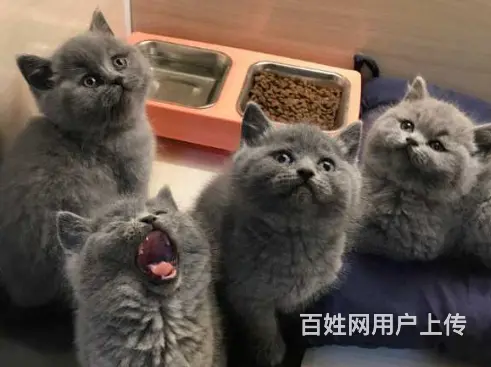 常州哪里出售蓝猫 蓝猫多少钱 蓝猫图片 - 图片 7
