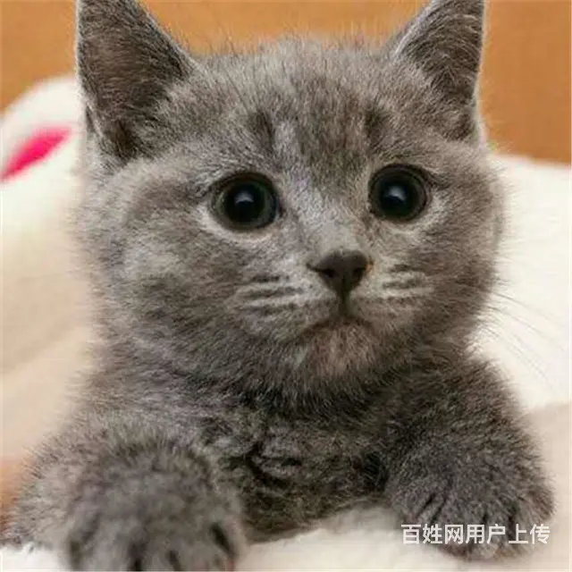 贵州黔南猫舍直销纯种蓝猫低价出售 - 图片 2