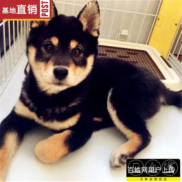 崇左哪里有卖柴犬宠物狗 柴犬宠物店在哪 - 图片 6