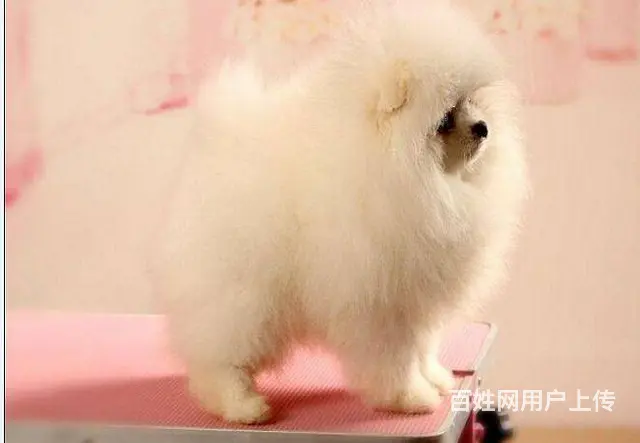 主推小体博美幼犬 熊版博美宝宝品质有保障 - 图片 5
