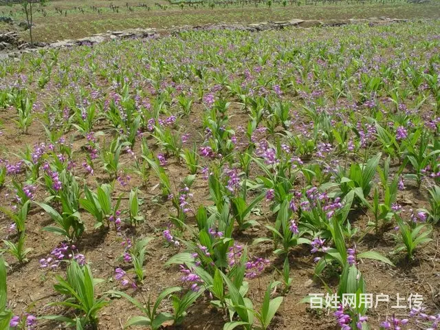 湖北百草堂白芨种植走向成功，为广大农业户带来收益 - 图片 1
