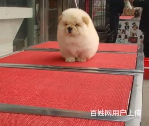 松狮犬养殖基地 纯种松狮 保纯保健康 完美售后 - 图片 3