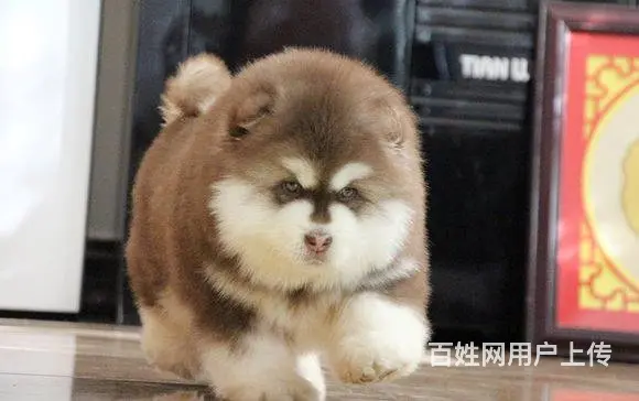 出售顶级阿拉斯加幼犬 纯种健康有保障 - 图片 6
