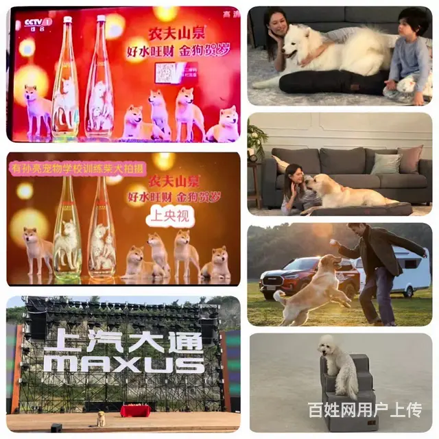 昆山宠物训练寄养学校 - 图片 8