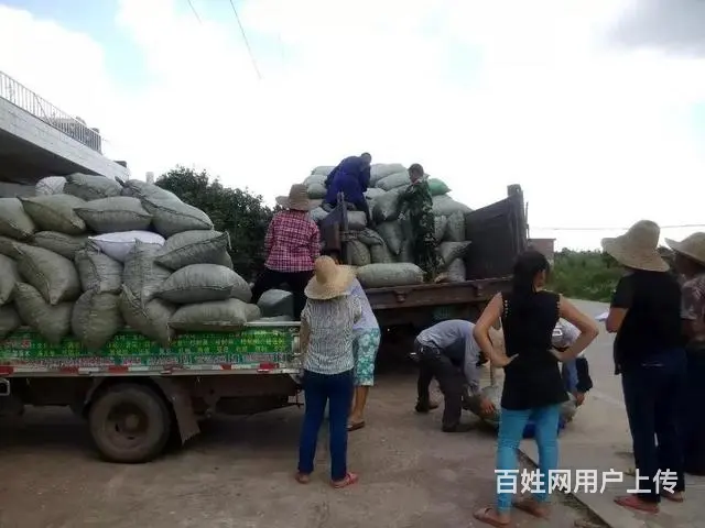 信丰 多处黄金收购点 代收朝天椒 每天有鲜货 - 图片 9