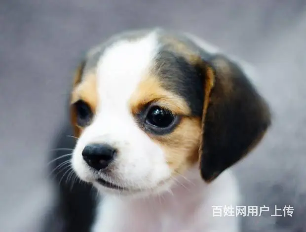广州买狗首选推荐 正规犬舍 纯种比格犬多只待售 - 图片 2
