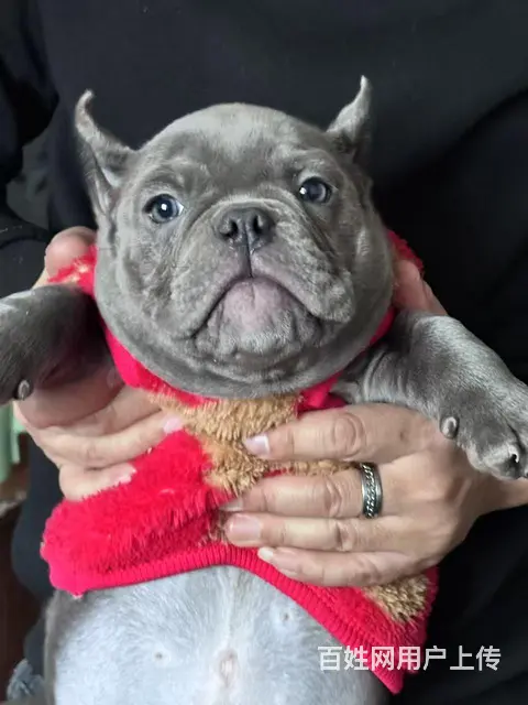 纯种自己繁育恶霸犬 - 图片 3