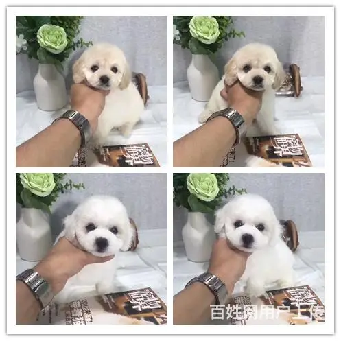灰色茶杯一窝 疫苗驱虫齐全 可随时去新家怀 - 图片 4