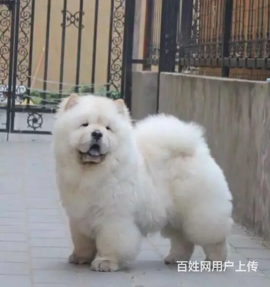 六安狗场卖松狮，狗场松狮多少钱一只 - 图片 6