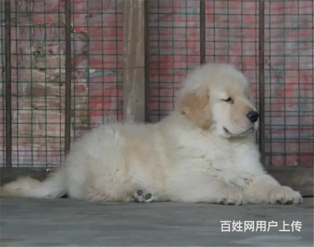 纯种健康金毛幼犬、品种齐全纯正血统 品质有保证 - 图片 3
