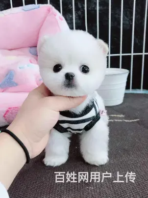 哈多利球体博美/CKU血统认证博美幼犬健康之宝 - 图片 7