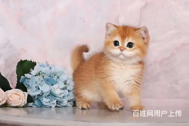 哪里有金渐层卖的 短毛猫多少钱 银渐层好养吗 - 图片 7