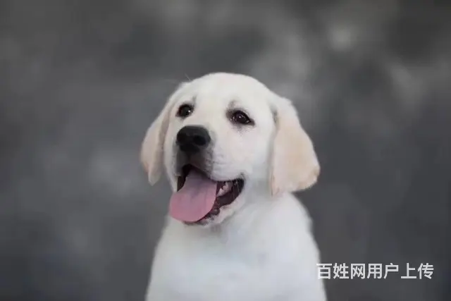 拉布拉多幼犬出售，纯种拉布拉多，自己繁殖纯种保证 - 图片 2