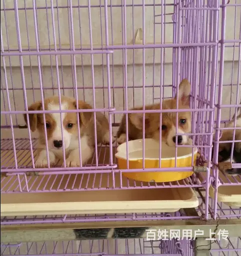 抚州出售纯种柯基的地点 纯种柯基市场价 - 图片 12