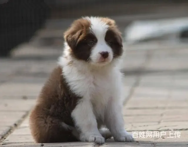哪里有边境牧羊犬 边牧多少钱一只 纯种边牧多少钱 - 图片 5