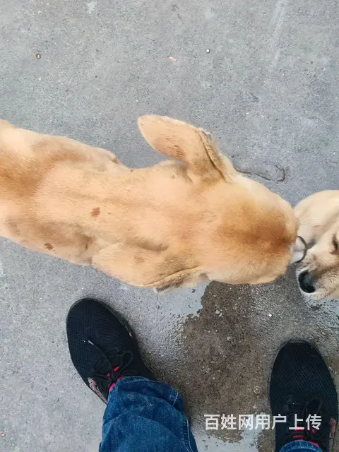 狗狗 - 图片