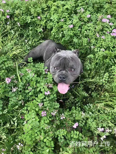 宿迁恶霸犬出售 - 图片 5