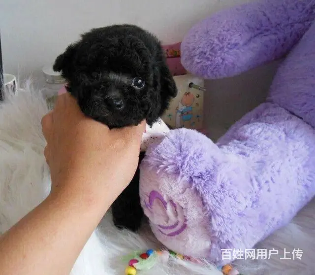 纯种泰迪犬 玩具体泰迪犬出售 泰迪犬舍 - 图片 3