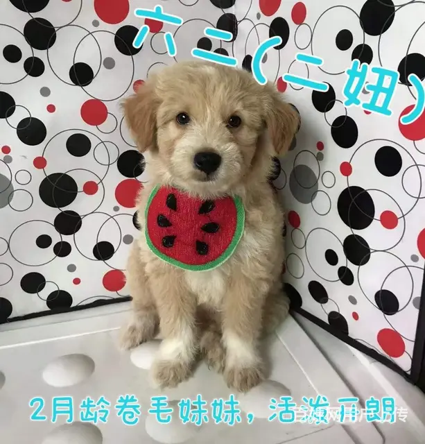 奶萌小狗求包养 - 图片 2