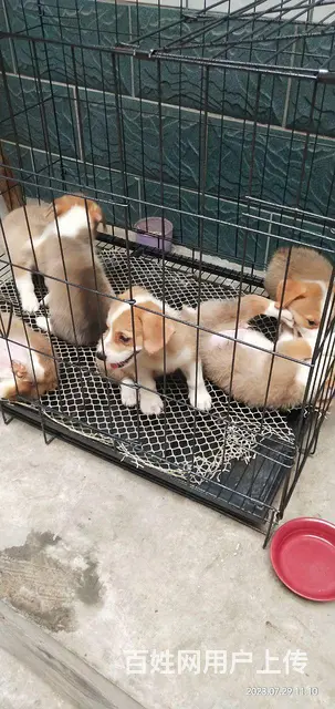 柯基幼犬出售，价格美丽 - 图片 1