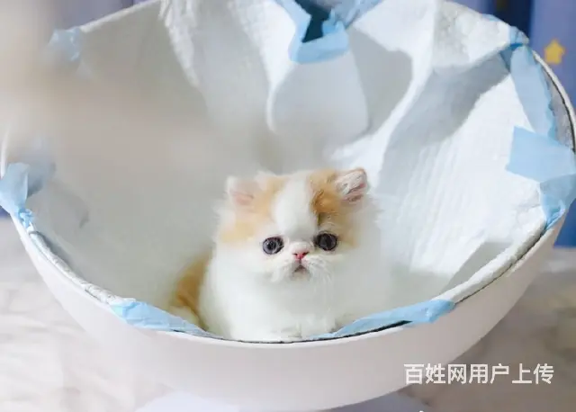 本地哪里有卖加菲猫的 加菲猫眼部怎么护理好养吗 - 图片 1