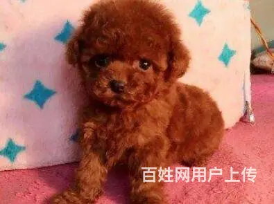 承德泰迪多少钱一只 泰迪价格 茶杯犬泰迪 - 图片 7
