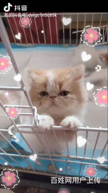 加菲猫特价 - 图片 1