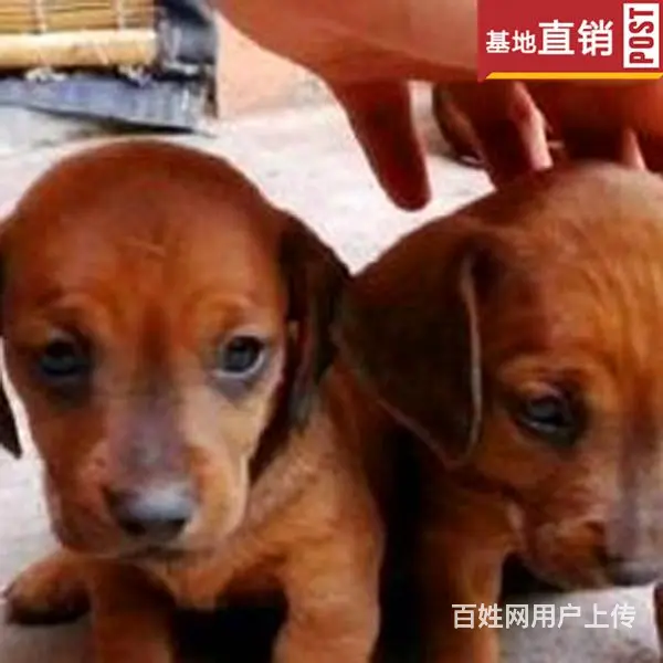 玉林【十年老店】常年繁殖优质血统腊肠犬幼犬 - 图片 4