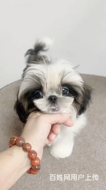 徐州市家养纯种高档西施犬 - 图片 4