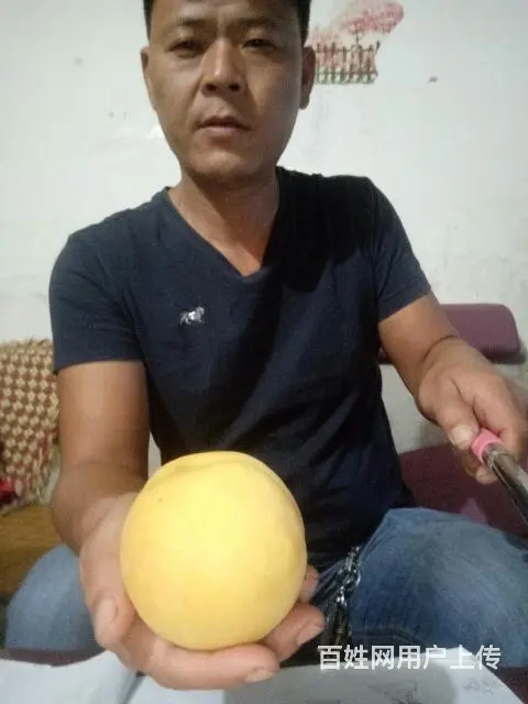 供应各种优质果树苗 - 图片 3