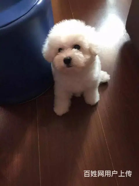 赛级比熊 比熊犬法国卷毛比熊 欢迎来犬舍挑选 - 图片 8