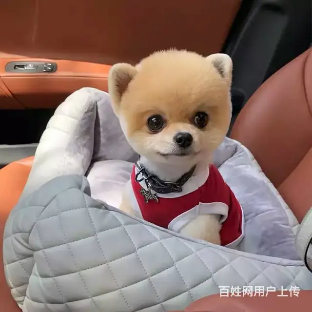 纯种哈多利版博美犬 赛级品质优惠价 - 图片 2
