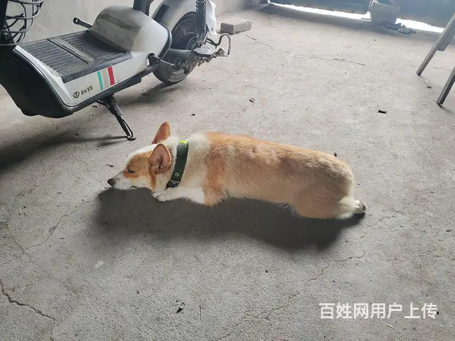 柯基母狗 - 图片 2