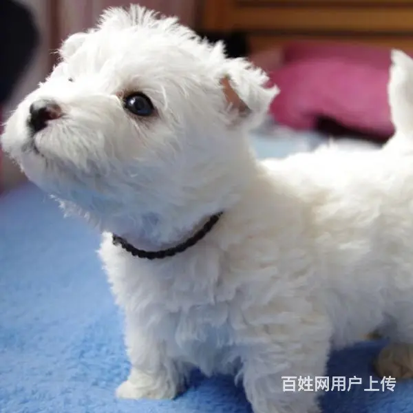 巢湖【十年老店】常年繁殖优质血统西高地幼犬 - 图片 5