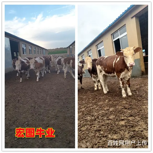 400斤左右 西门塔尔小公牛 多少钱一头 - 图片 2