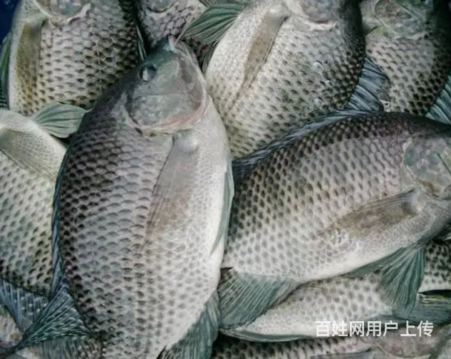 宏鸿集团水产配送 - 图片 2
