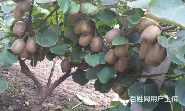 猕猴桃苗泰山1号 - 图片 1